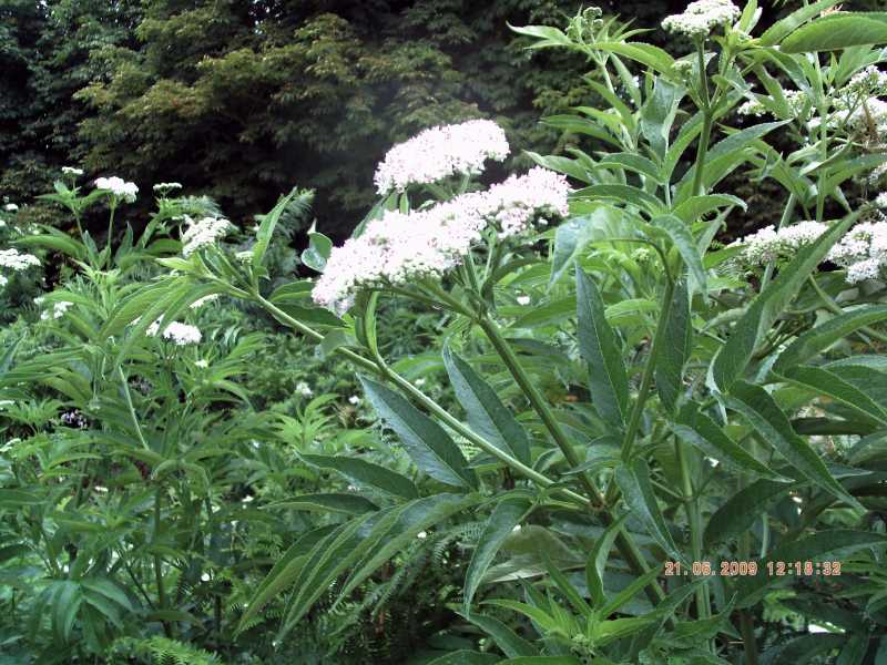 Sambucus ebulus
